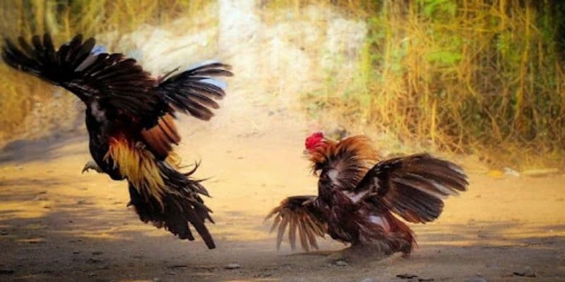 Đá gà đòn thomo là gì?