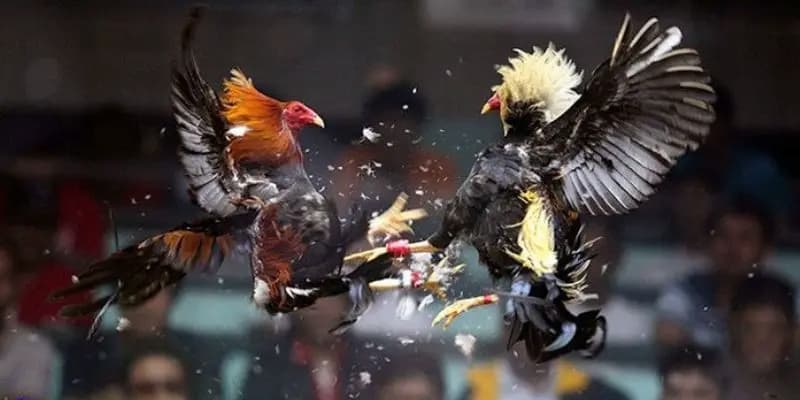 Các quy định trong đá gà đòn thomo cần ghi nhớ