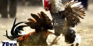 Kèo Cược Đá Gà