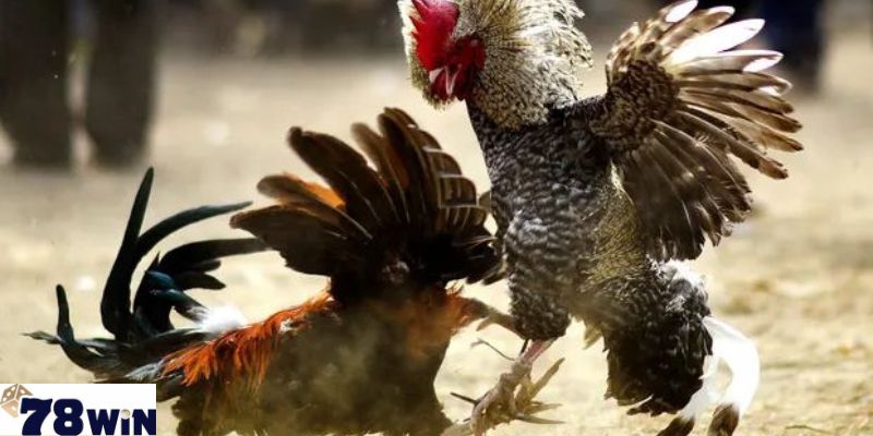 Kèo Cược Đá Gà