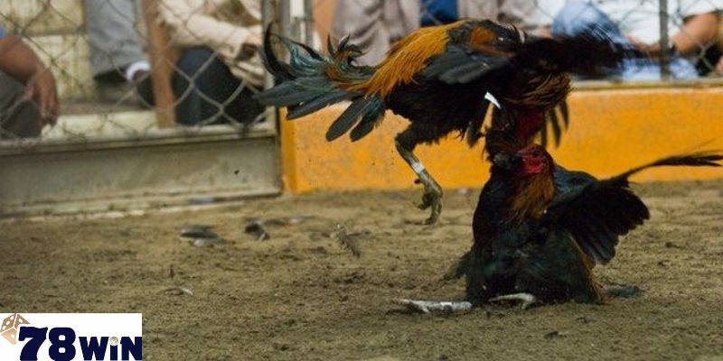 Những loại kèo cược đấu kê được ưa chuộng hiện nay