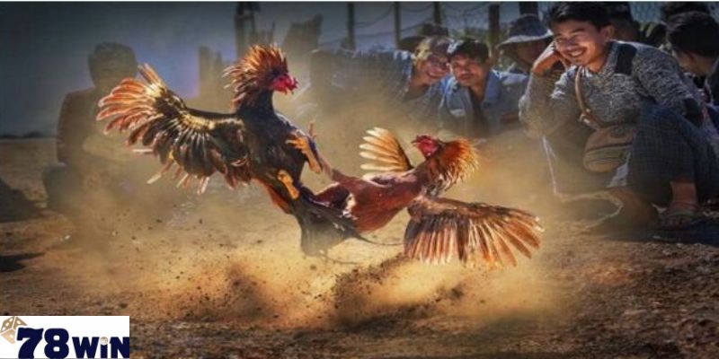 Luật chơi đá gà Thomo đơn giản dễ hiểu cho người mới tham gia